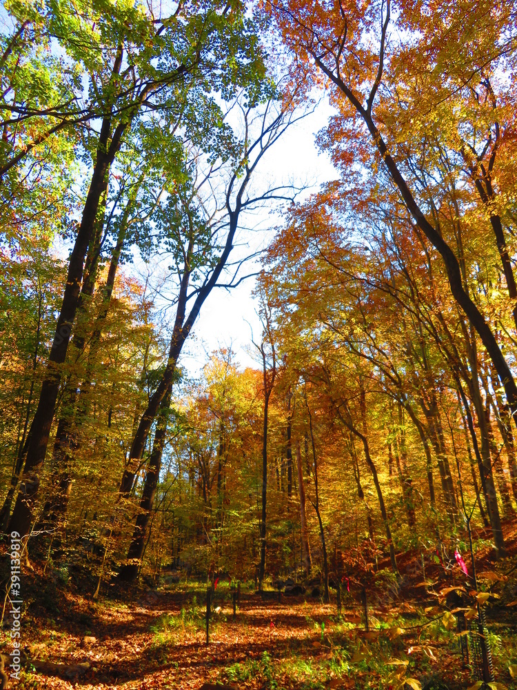 Fototapeta premium walking through shenandoah park at sunset
