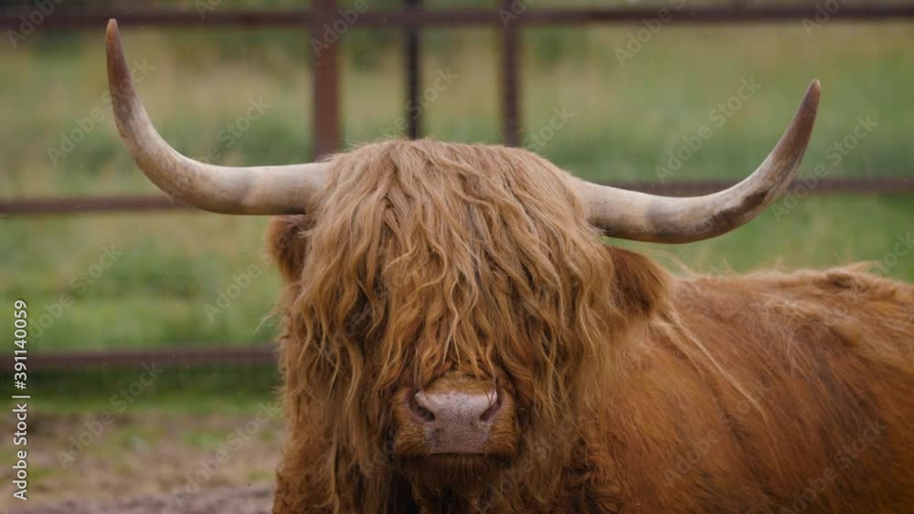Close-up of a beautiful Scottish Highland cattle Close-up of a beautiful Scottish Highland cattle