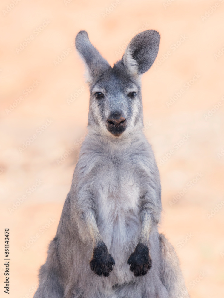 Portrait of an adult, female common wallaroo (Macropus robustus) Portrait of an adult, female common wallaroo (Macropus robustus)