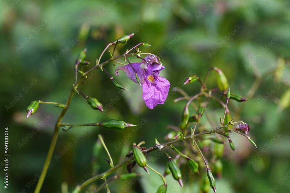 mpatiens textori flowers / Balsaminaceae annual grass mpatiens textori flowers / Balsaminaceae annual grass