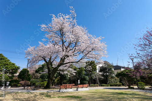 はなもみじ公園（東京都武蔵野市吉祥寺北町）