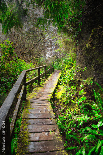 In a path  an old wooden path left abandoned in the middle of a forest near Tofino  British Columbia  Vanvouver Island.