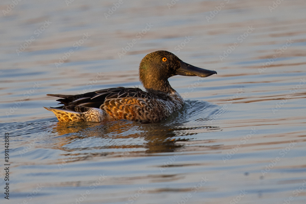 Northern Shoveler in beautiful light, seen in the wild in North California Northern Shoveler in beautiful light, seen in the wild in North California