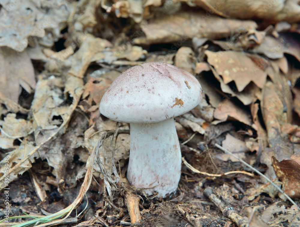 Edible mushroom (Hygrophorus russula) Edible mushroom (Hygrophorus russula)