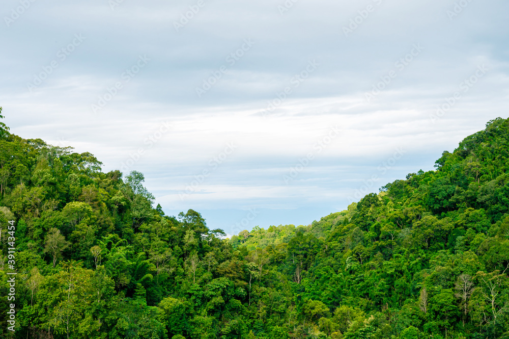 Green forest bush tree on mountain with cloudy blue sky Green forest bush tree on mountain with cloudy blue sky