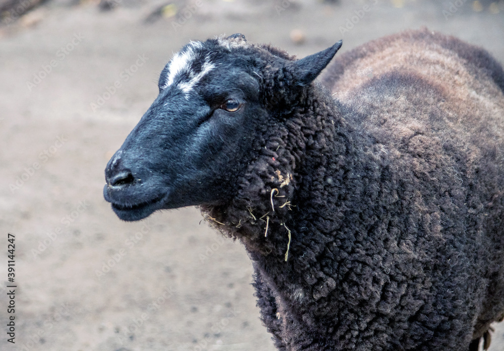 Fototapeta premium Portrait of a black sheep at a local farm