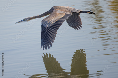 Close view of a Great blue heron flying in the wild in North California  © ranchorunner