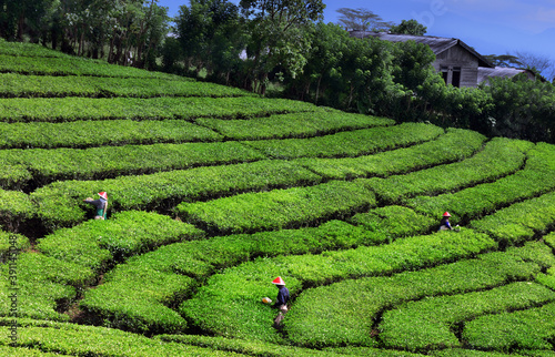 tea field in island