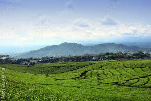 Fototapeta Naklejka Na Ścianę i Meble -  tea plantations