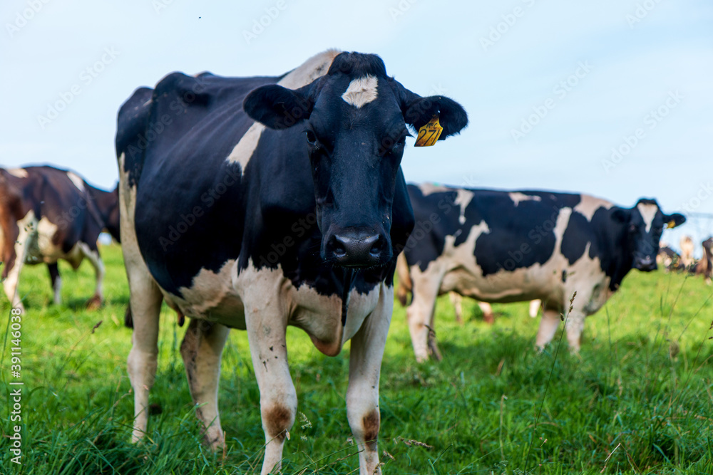 Holstein Friesian dairy cow in a paddock of pasture