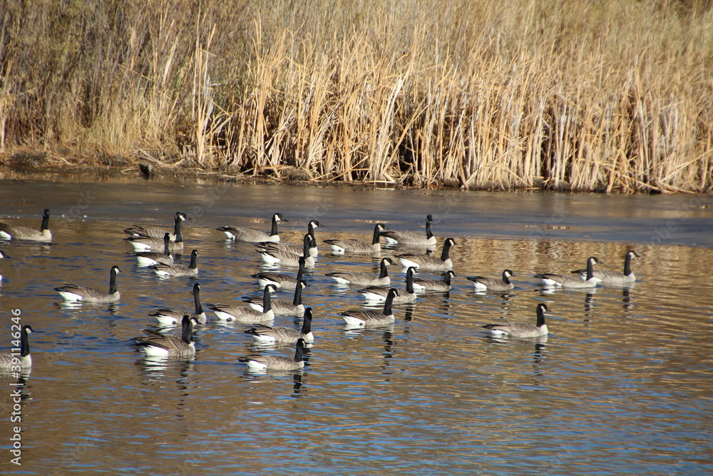 Flock Of Geese On The Pond, Pylypow Wetlands, Edmonton, Alberta Flock Of Geese On The Pond, Pylypow Wetlands, Edmonton, Alberta