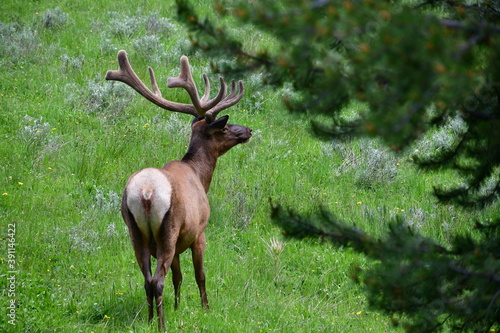 Elk