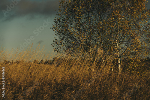 sunset in the field