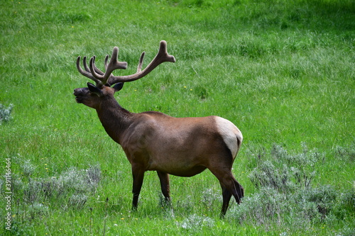 Elk 