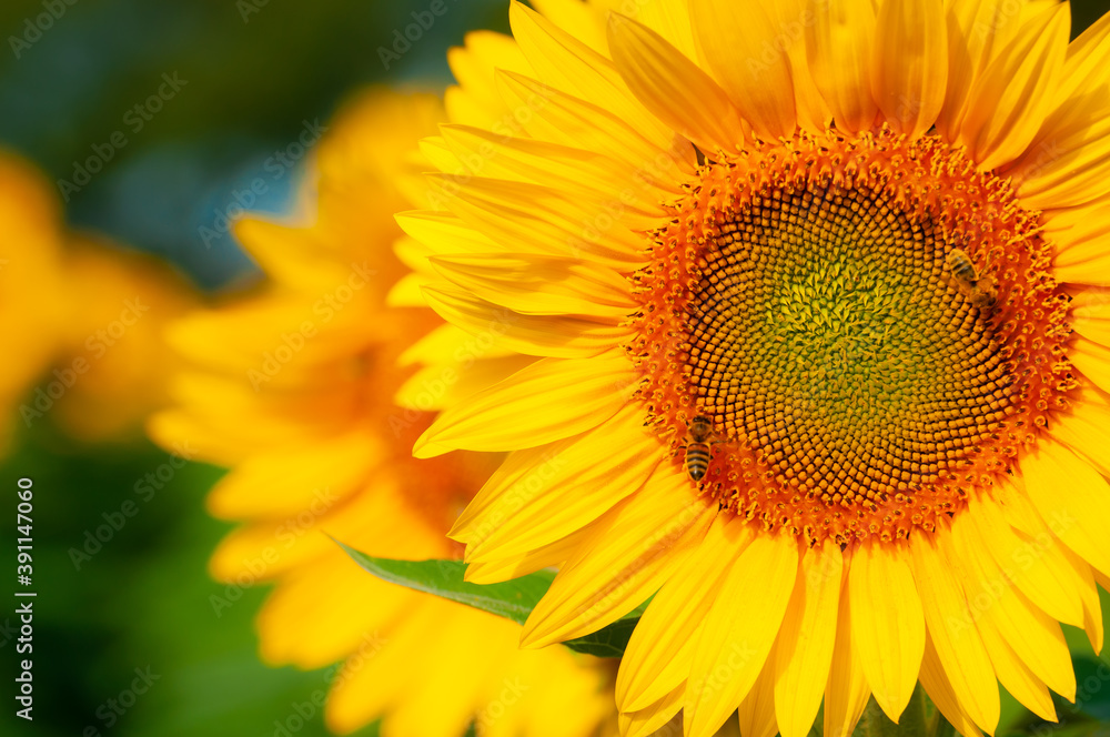 sunflower close up sunflower close up