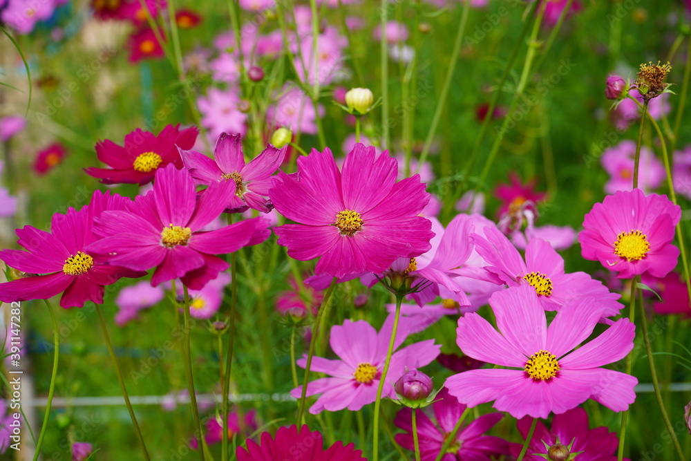 pink flowers in the garden pink flowers in the garden