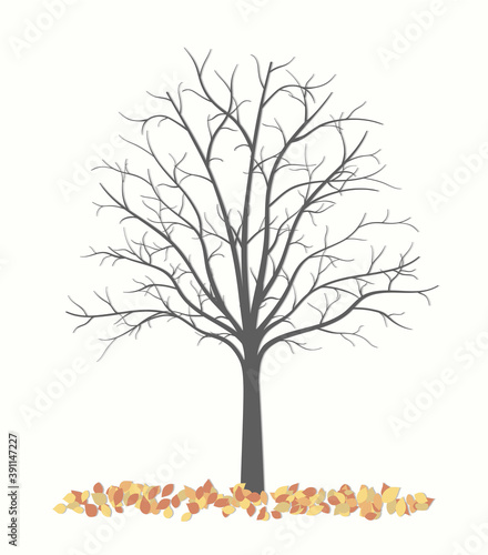 Autumn tree without leaves