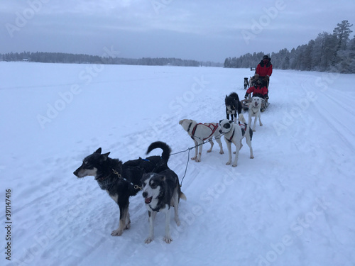 sled dogs in snow © Mr.Papeete