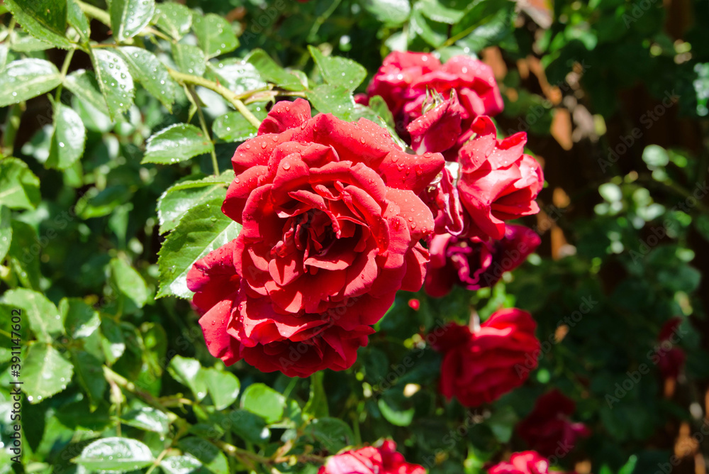 Rote Rosen. Rote Rosen.