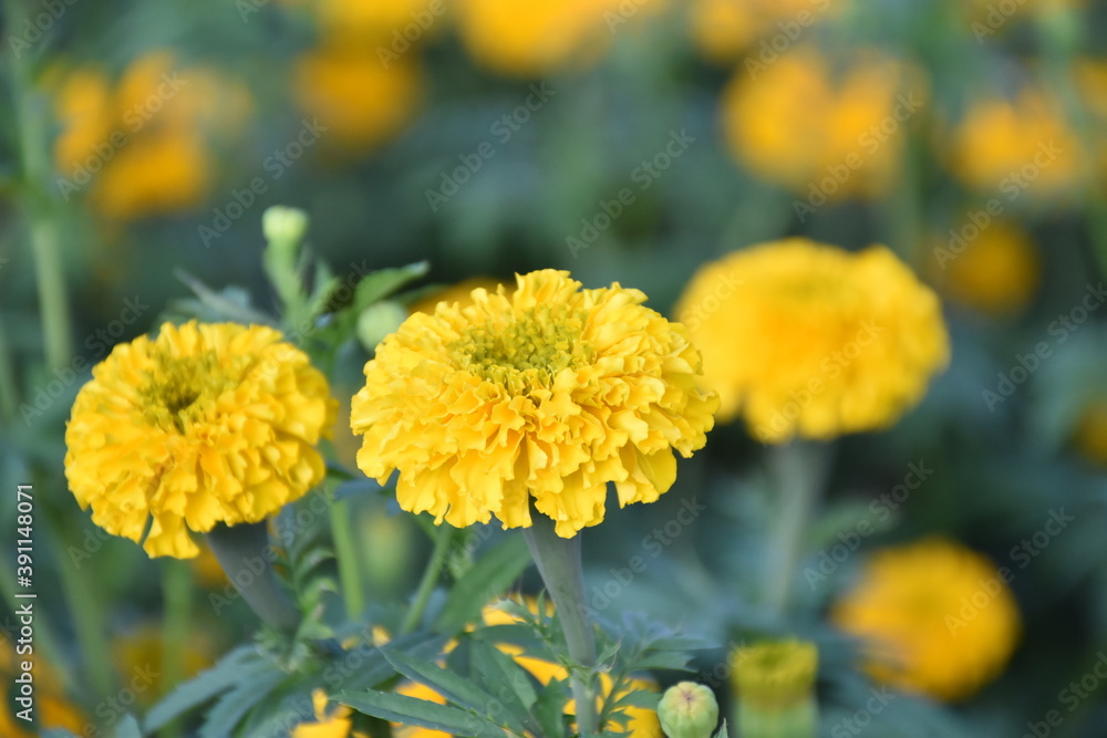 Yellow marigold flower, natural blurred background. Yellow marigold flower, natural blurred background.