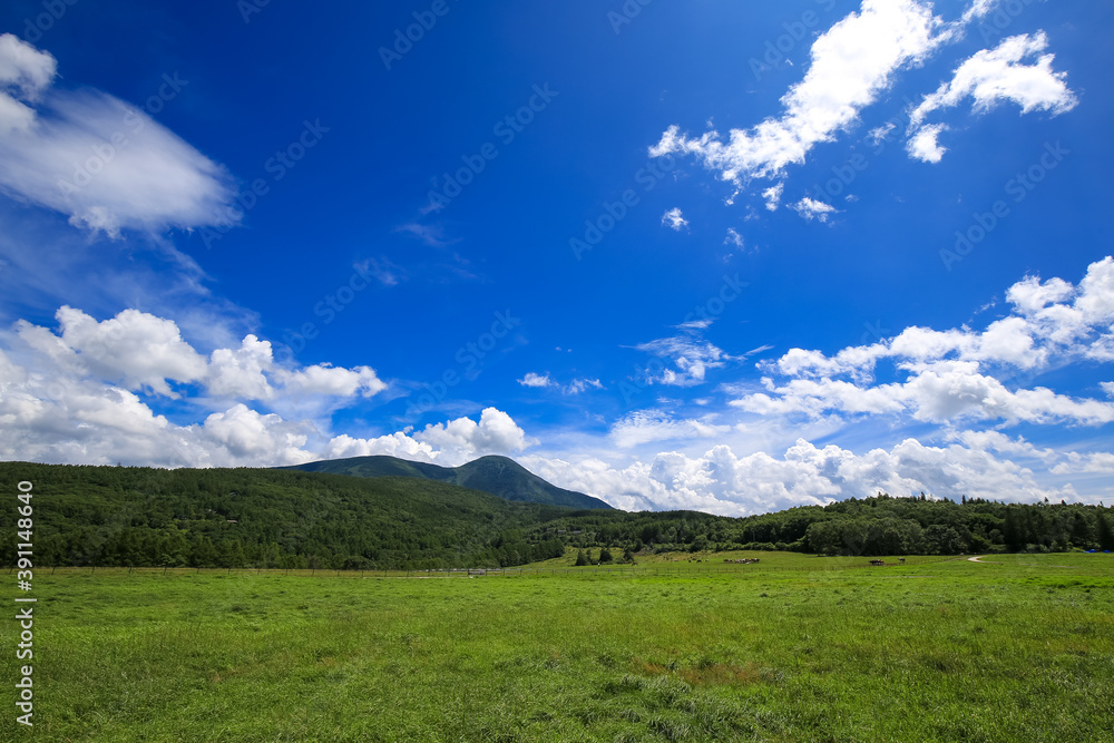 Fototapeta premium 夏の蓼科山