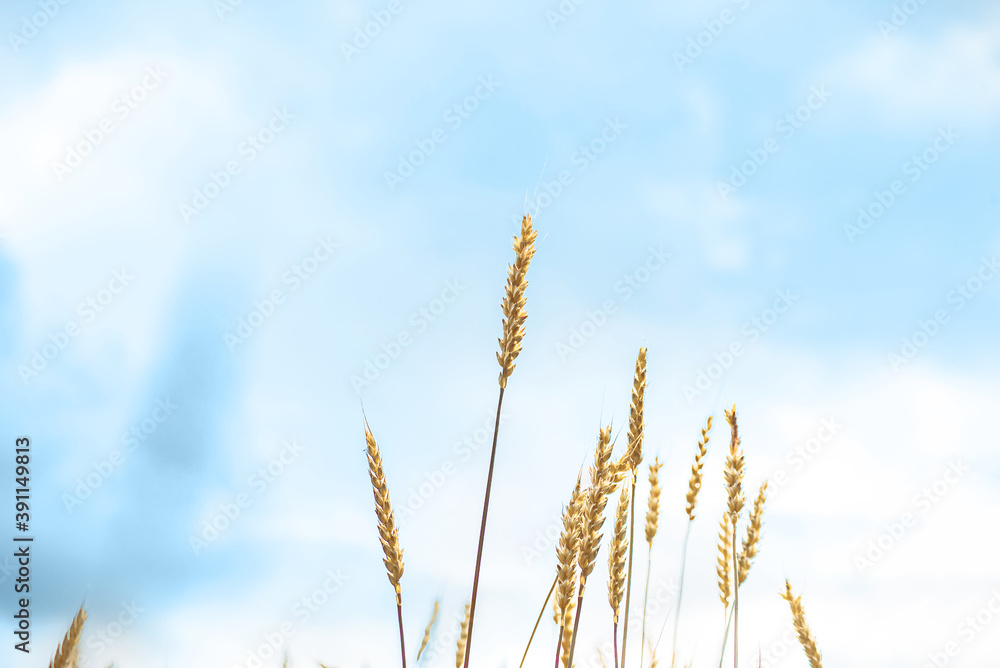 a few yellow ears of wheat against a blue sky a few yellow ears of wheat against a blue sky