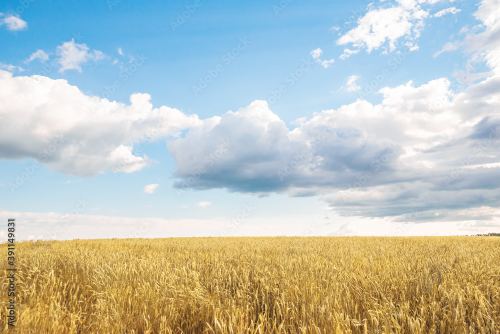 a clearing with yellow ripe ears of wheat with a cloudy blue sky
