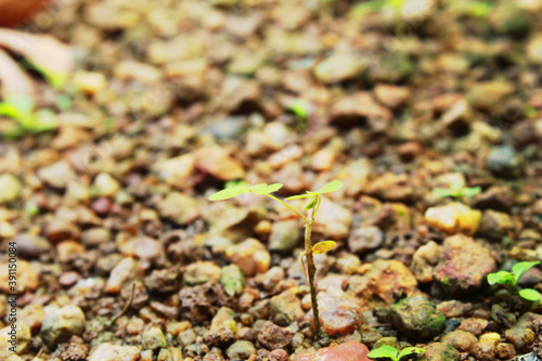 green moss on the ground