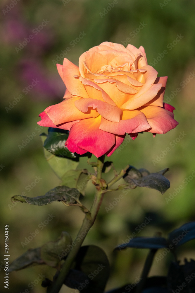Salmon and yellow rose in garden in Northern California