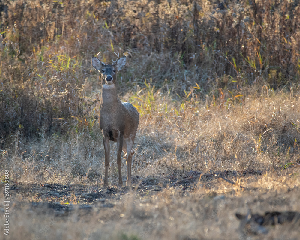 Small Whitetail buck standing on a logging road, alert and facing the camera Small Whitetail buck standing on a logging road, alert and facing the camera
