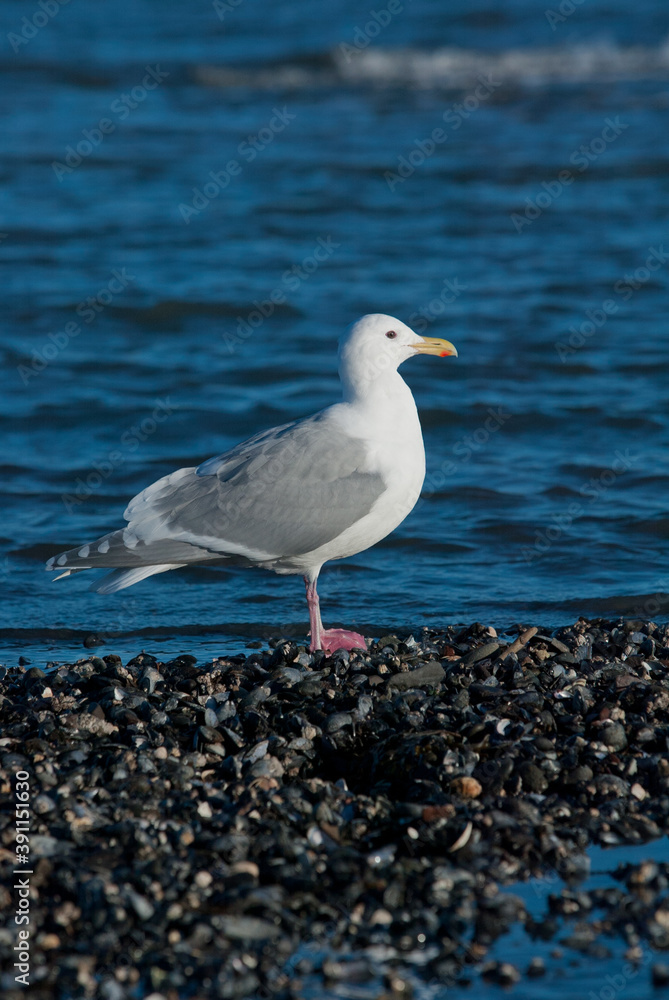 Fototapeta premium Glaucous-winged Gull taken in SE Alaska
