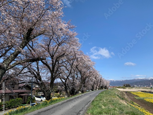 諏訪市上川土手の桜