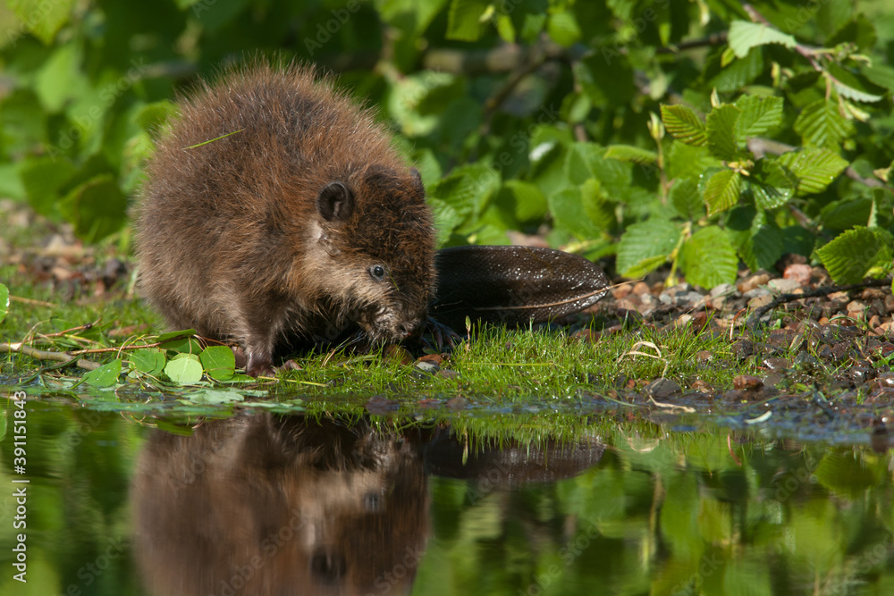 American Beaver at waters edge taken in central MN under controlled conditions American Beaver at waters edge taken in central MN under controlled conditions