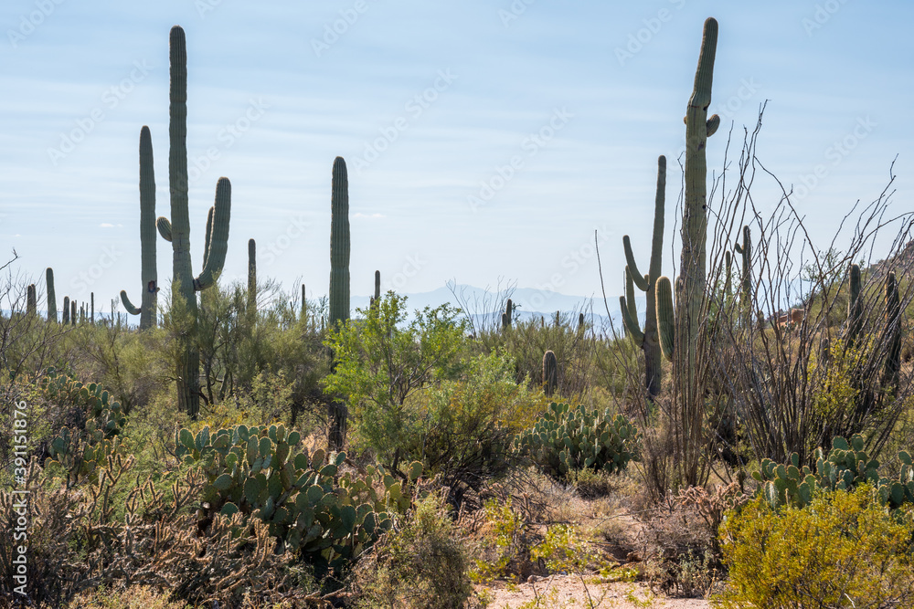 A long slender Saguaro Cactus in Saguaro National Park, Arizona