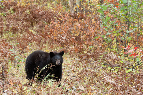 Black Bear in autumn leaves taken in central MN