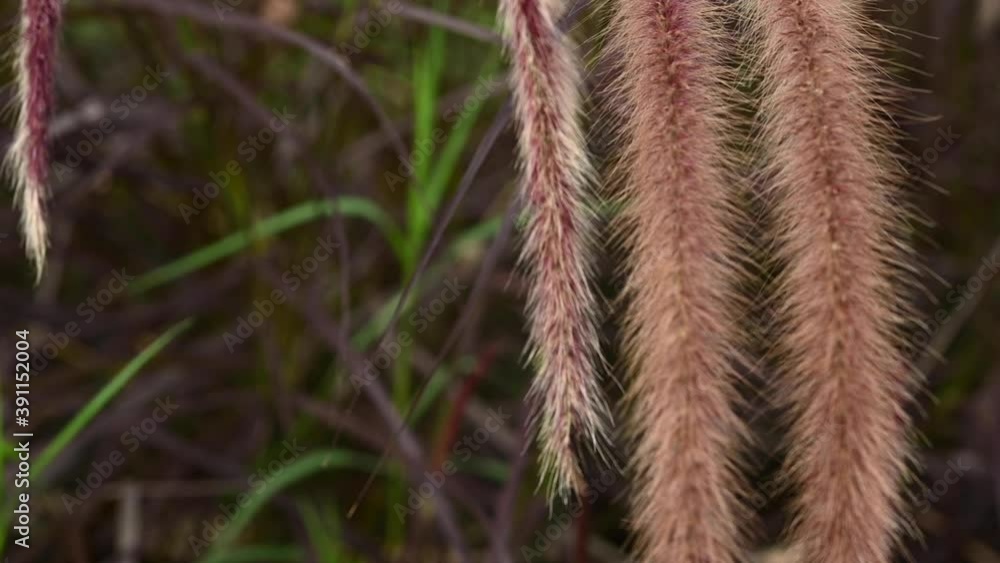 Swaying red grass flowers on natural background Swaying red grass flowers on natural background