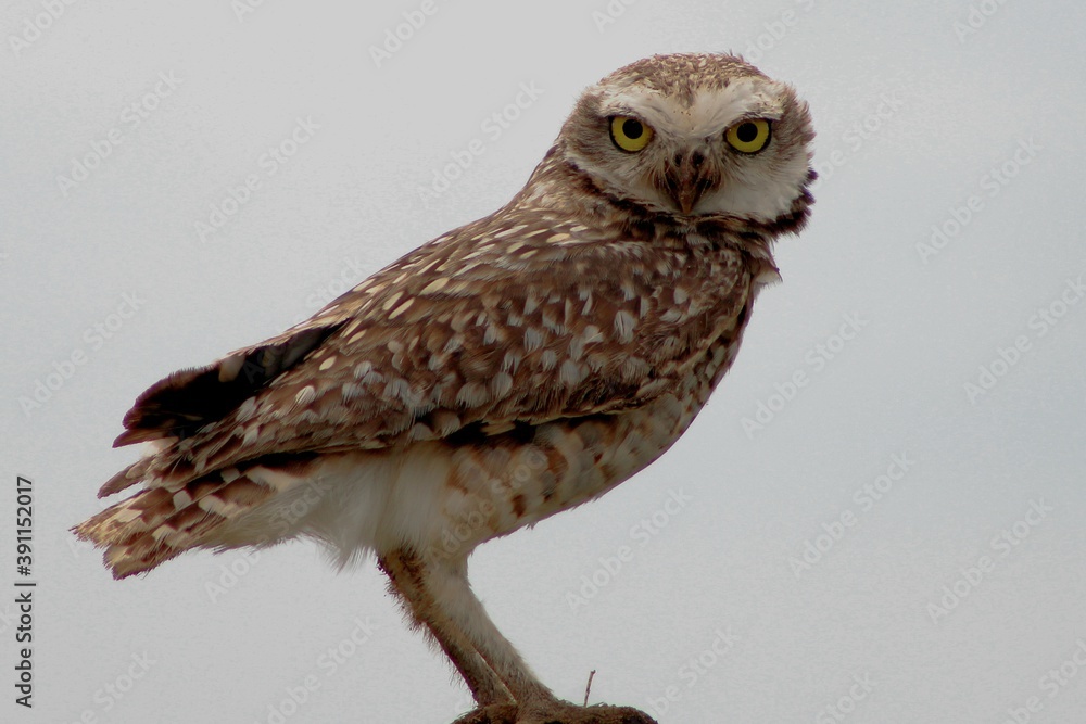 Burrowing owl Burrowing owl