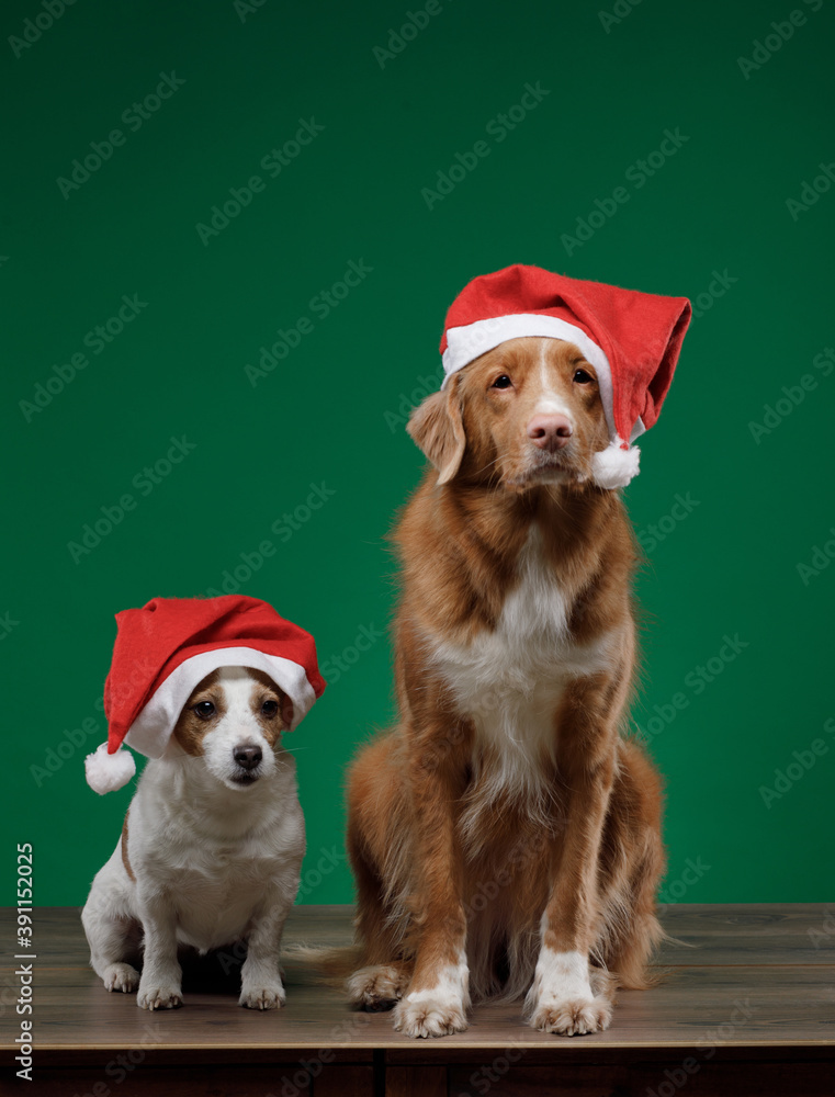 two funny dogs in Christmas hats. Holiday pets. The little Jack Russell and a great Nova Scotia Duck Tolling Retriever. 