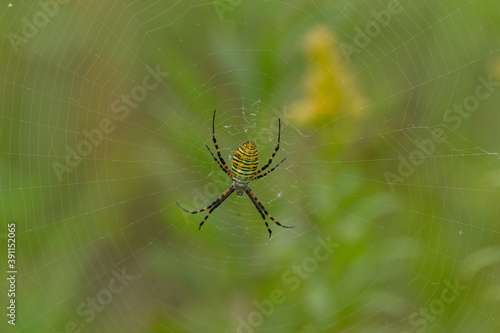 Argiope spider taken in southern MN