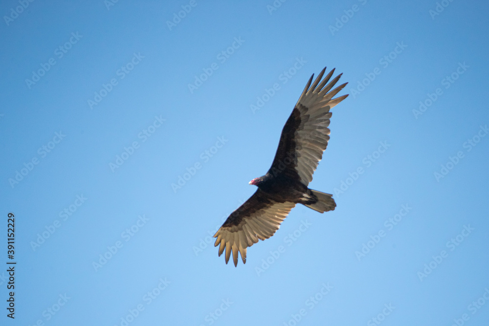 Turkey Vulture adult in flight taken in southern MN Turkey Vulture adult in flight taken in southern MN