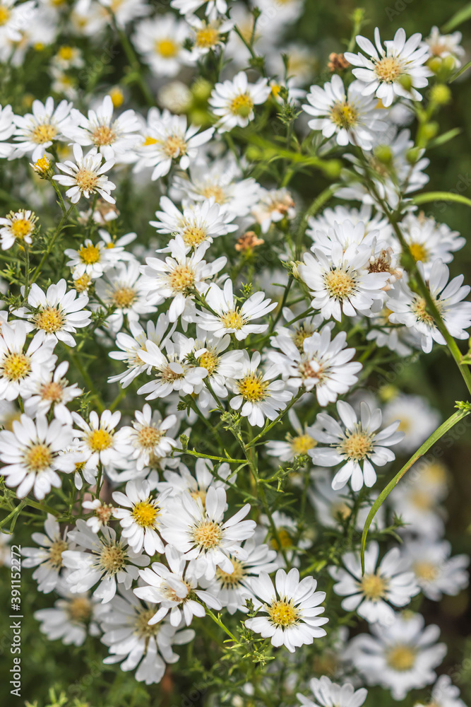 cute cutter flower in garden