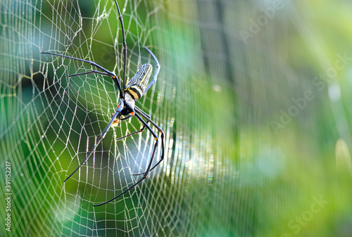 spider on web are known for the impressive webs they weave