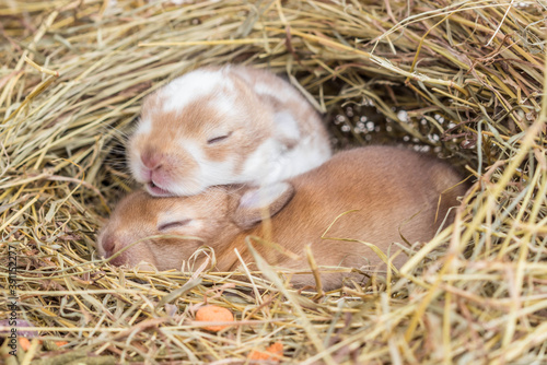 cute baby rabbit on dry grass