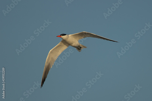 Forester s Tern taken in central MN
