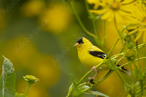 American Goldfinch adult male in yellow flowers taken in souther MN