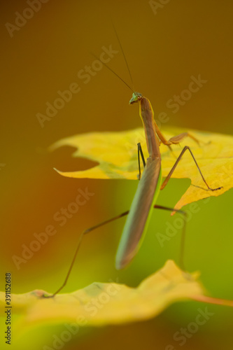 Praying Mantis taken in southern MN on autumn leaves