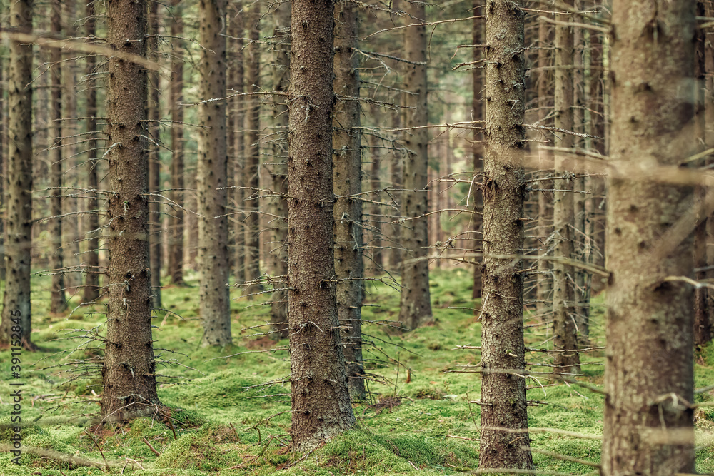 Mystical pine and fir trees forest with green moss. Mystical pine and fir trees forest with green moss.