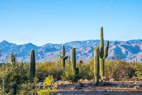 A long slender Saguaro Cactus in Saguaro National Park, Arizona