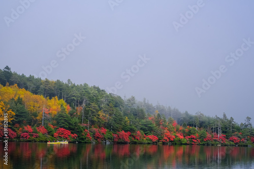 白駒池の紅葉 © shun.cap