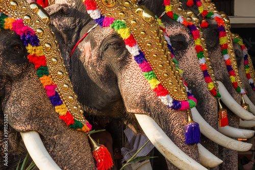 Photography Decorated elephants at temple festival in Siva temple, Ernakulam, Kerala, India